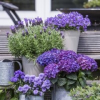 Niebieskie kwiaty: dzwonki, lawenda, hortensja, aster, hebe