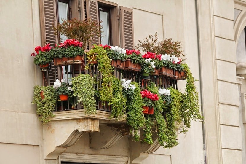Jakie kwiaty na balkon?