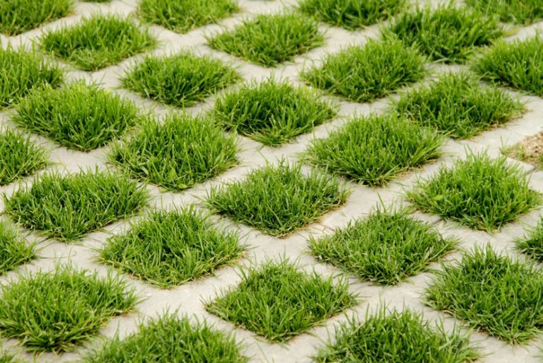 Sianie trawy jak i kiedy siać trawę. Poradnik Porady Meblobranie.pl