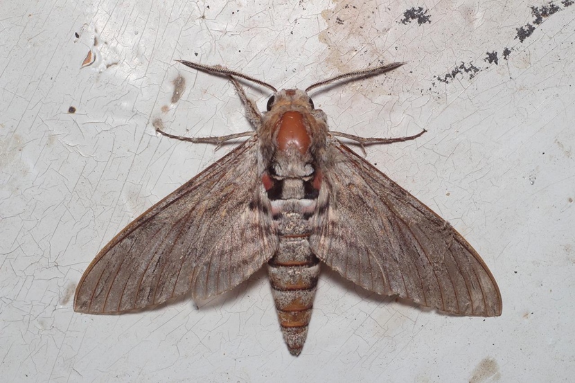 Mole ubraniowe - jak rozpoznać i zwalczyć? - Porady Meblobranie.pl