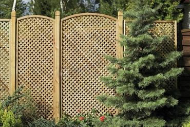 Kratka Clementine z łukiem