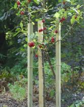 Kantówki do drzewek 150(h) x Ø3,7